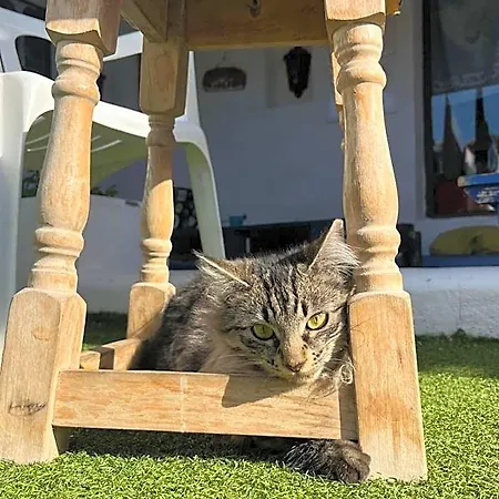 La Tortuga *