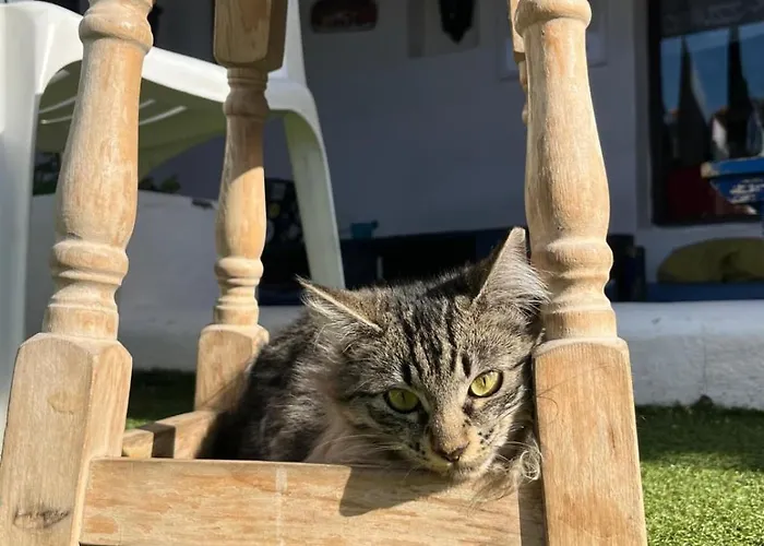 La Tortuga ホステル アデヘ