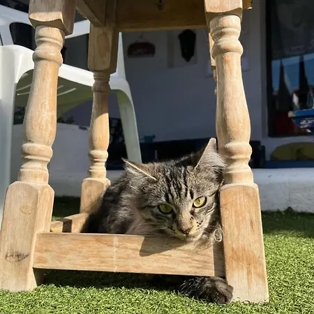 La Tortuga Hostel Costa Adeje (Tenerife)